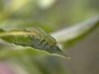 gren caterpillar