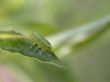 gren caterpillar