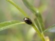green bug