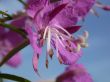 rose-bay flowers