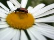 bug on daisywheel