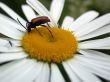 bug on daisywheel