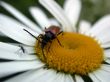 bug on daisywheel