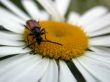 bee on the