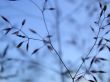 herbal background