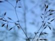 herbal background