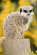Meerkat