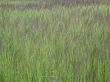 herbal background