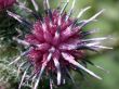 red inflorescence