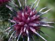 red inflorescence