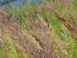 herbal background