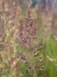 herbal background