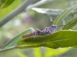 grasshopper