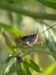 grasshopper