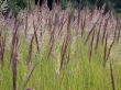 herbal background
