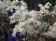 white flowers
