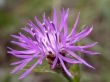 flower macro