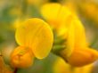 yellow flower