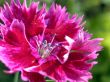 red flowe