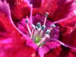 red flowe