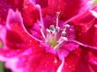 red flowe