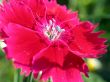 red flowe