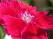 red flowe