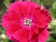 red flowe