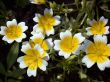 yellow flowers
