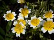yellow flowers