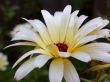 yellow flower