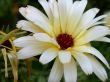 yellow flower