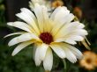 yellow flower
