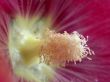 red flower