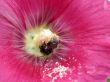 red flower