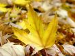 Yellow autumn leaf