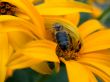 bee on the daisywheel garden