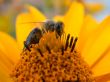 bee on the daisywheel garden