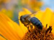 bee on the daisywheel garden