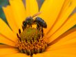 bee on the daisywheel garden