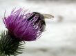 bee on the bur flower