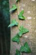 ivy on the tree