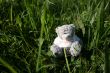 Teddy bear in the grass2