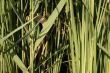 Green lake plant