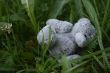 Teddy bear in grass