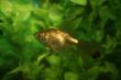Gold fish in an aquarium
