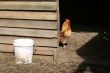 Rooster inside henhouse