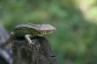 Green lizard on the wood