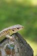 Green lizard on the wood