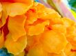 Petals texture